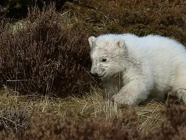 Seekor bayi beruang kutub berlarian mengitari kandangnya di Highland Wildlife Park, Skotlandia, Inggris, Selasa (20/3). Bayi beruang kutub tersebut lahir pertama kali di Inggris setelah kurun waktu 25 tahun terakhir. (Andrew Milligan/PA via AP)