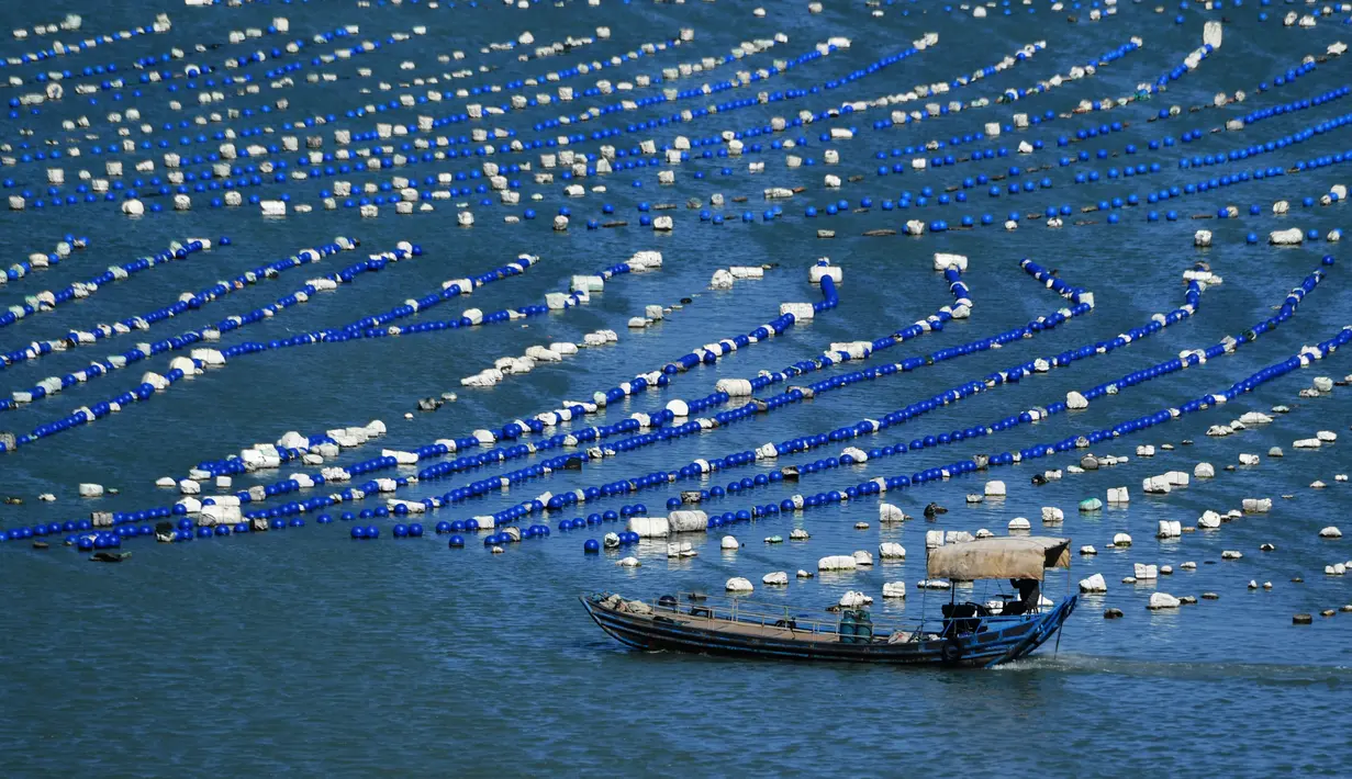 Foto yang diabadikan pada 10 November 2020 ini menunjukkan sebuah perahu nelayan berlayar di kawasan budi daya akuakultur di Wilayah Lianjiang, Provinsi Fujian, China tenggara. (Xinhua/Wei Peiquan)