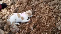 Kisah Haru Abang, Kucing yang Menziarahi Makam Majikannya