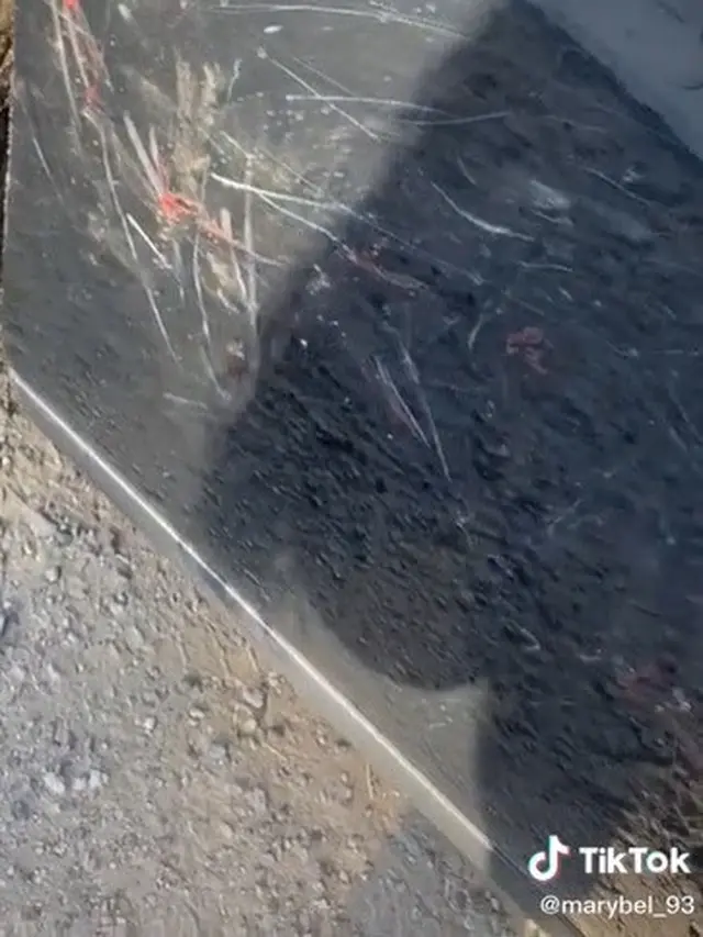 Viral, Video Kelakuan Ayam Serang Bodi Mobil Ini Bikin Sedih