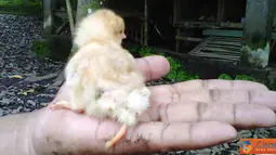 Citizen6, Magelang: Ayam menetas dengan jumlah kaki empat, di Dusun Grogol, Desa Payaman, Kecamatan Secang, Kabupaten Magelang, Provinsi Jawa Tengah, Indonesia. (Pengirim: Niken)