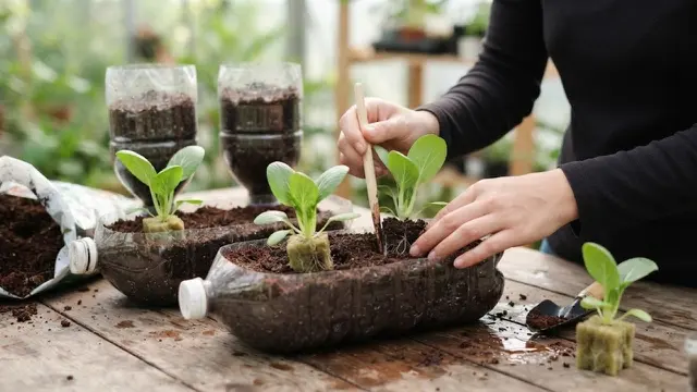 Cara Menanam Pakcoy di Botol Plastik