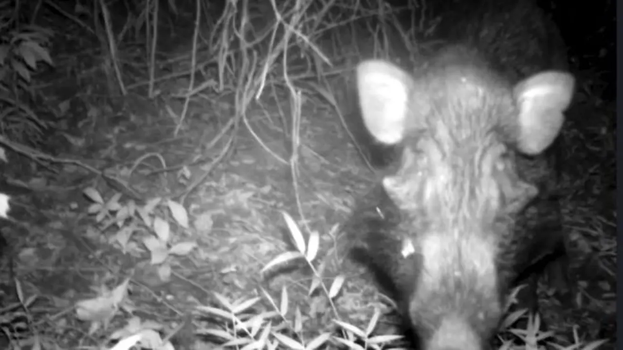 Javan warty pig atau babi kutil (Sus verrucosus) tertangkap kamera