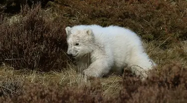 Seekor bayi beruang kutub berlarian mengitari kandangnya di Highland Wildlife Park, Skotlandia, Inggris, Selasa (20/3). Bayi beruang kutub tersebut lahir pertama kali di Inggris setelah kurun waktu 25 tahun terakhir. (Andrew Milligan/PA via AP)