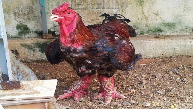 Dong Tao Ayam Raksasa Yang Harganya Bikin Kantong Jebol Citizen6 Liputan6 Com