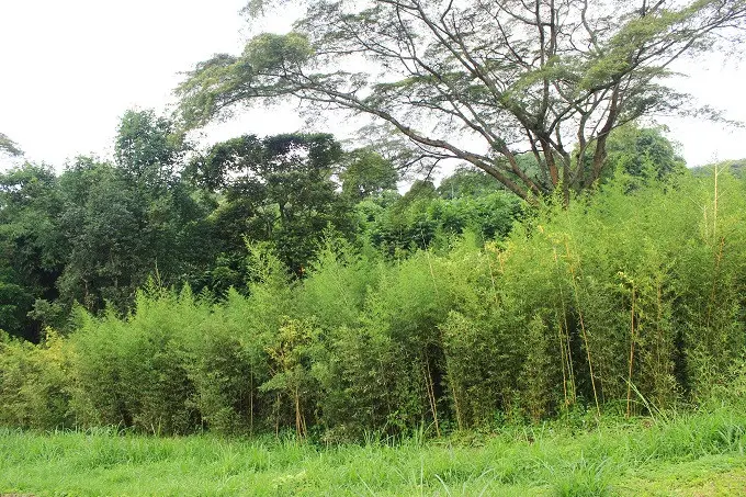 Hamparan pohon bambu sengaja dibuat sebagai makanan bagi Cai Tao dan Hu Chun (Dokumentasi/Kementerian Lingkungan Hidup dan Kehutanan RI)
