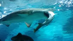 Hiu jenis Sand Tiger, berusia 8 tahun yang berukuran 2,2 meter, saat menyerang dan memakan seekor hiu jantan  jenis houndshark berusia lima tahun di sebuah wahana akuarium di Seoul, Korsel, 29 Januari 2016. (COEX AQUARIUM/AFP)