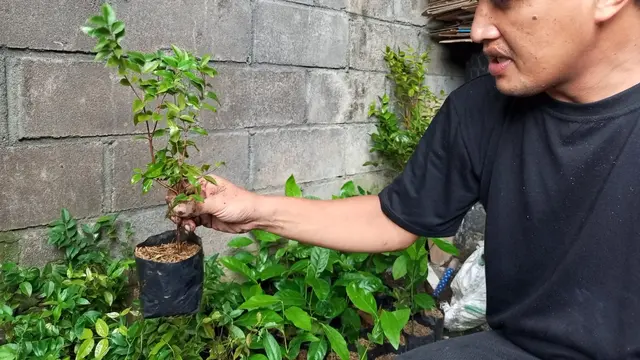 Budidaya Tabulampot Berbuah Lebat