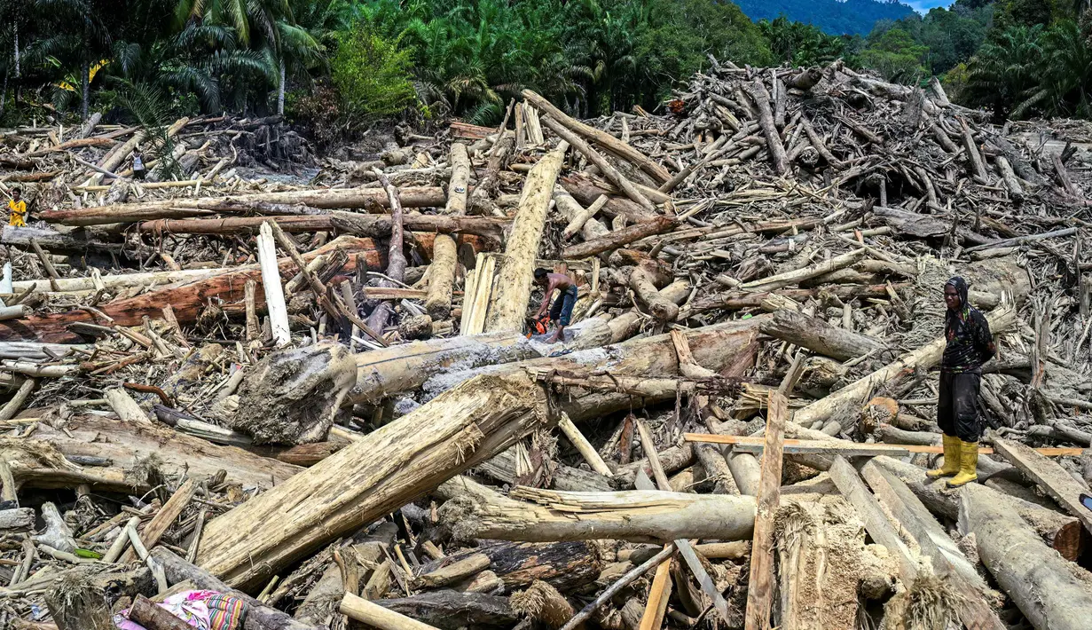 Hingga Kamis 4 Desember 2025, tumpukan material kayu gelondongan masih terlihat dan mulai dimanfaatkan warga sebagai material untuk membangun kembali rumah mereka yang rusak. Tampak dalam foto, warga desa memotong batang kayu yang hanyut akibat banjir bandang di Garoga, Provinsi Sumatra Utara, pada Kamis 4 Desember 2025. (YT HARIONO/AFP)