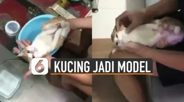 Ada-ada saja yang dilakukan pria satu ini. Menjadikan kucing sebagai model tutorial mandikan bayi.