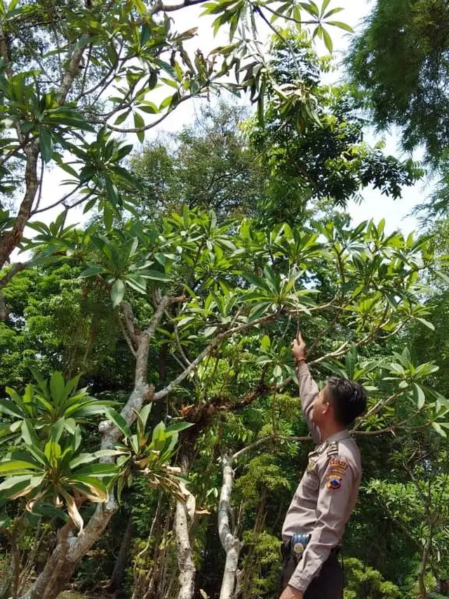 Bekas sarang tawon Gung yang menyerang suami istri di Pemalang hingga Tewas. (Foto: Liputan6.com/Polres Pemalang/Muhamad Ridlo)