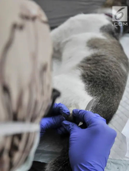 Dokter dari Pusat Pelayanan Kesehatan Hewan dan Peternakan KPKP memberi tanda kepada kucing yang telah dikebiri di Kantor Kecamatan Duren Sawit, Jakarta, Rabu (27/2). (Merdeka.com/Iqbal S. Nugroho)