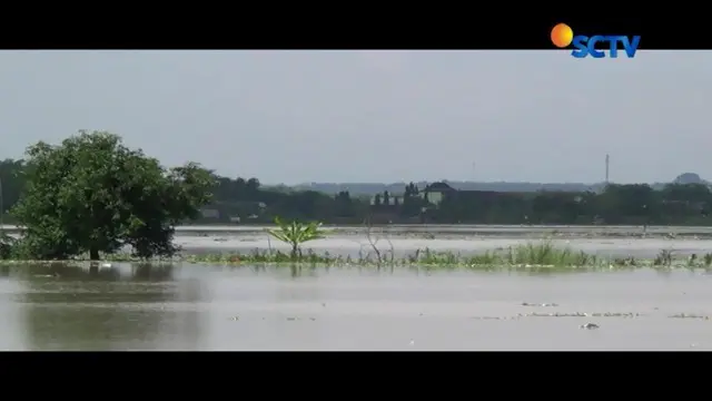 Puluhan hektar sawah di Lamongan terendam air akibat jebolnya tanggul Bengawan Solo, petani rugi puluhan juta rupiah.