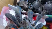 Karantina Sulut Gagalkan Upaya Penyelundupan Puluhan Ketam Kenari dari Talaud ke Manado