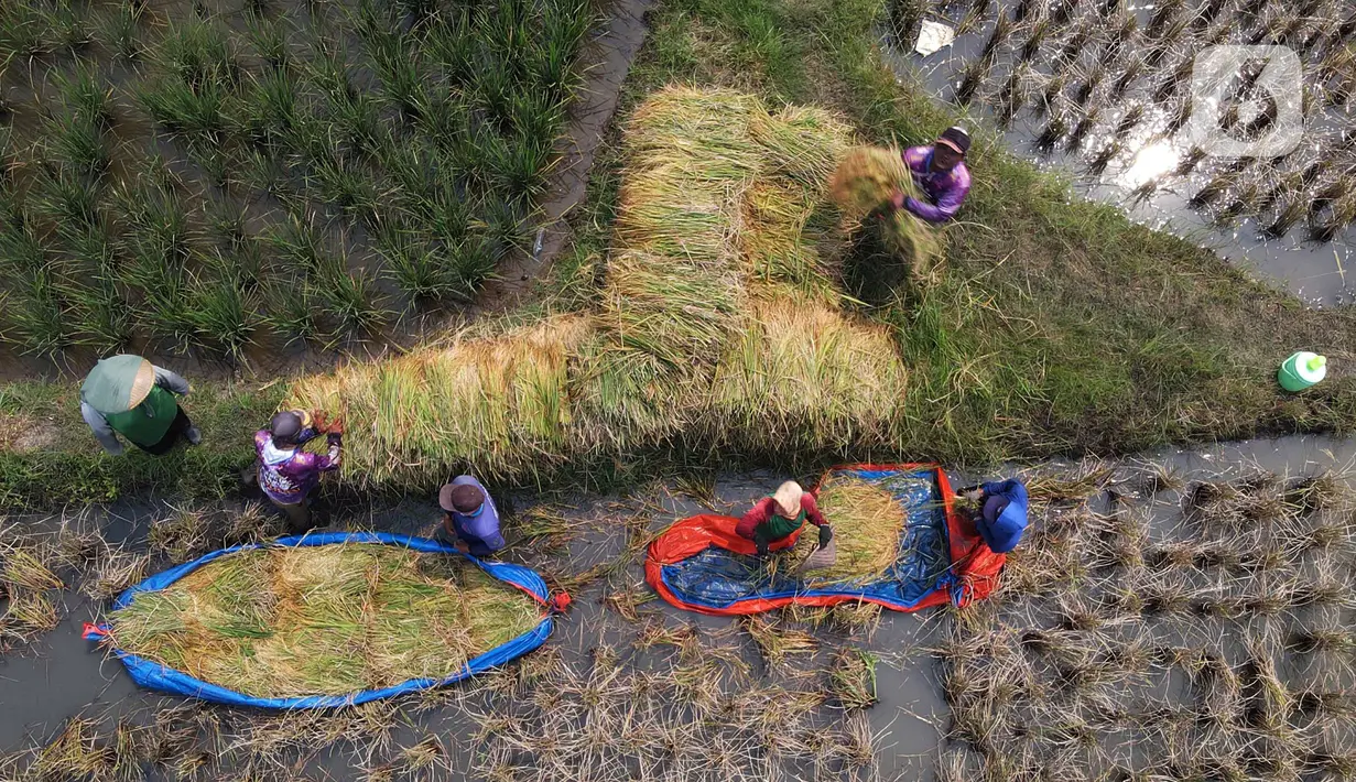 Foto udara para petani memanen padi di kawasan persawahan Marunda, Jakarta Utara, Selasa (4/1/2022). Petani mengatakan hasil panen tahun ini tidak maksimal karena intensitas hujan tinggi mengakibatkan padi mengandung air, menjadi putih, serta ditambah adanya hama tikus. (merdeka.com/Imam Buhori)