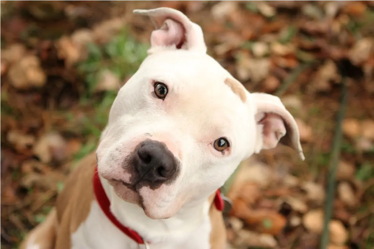 Ini Cara Rahasia Merawat Anjing Pit Bull