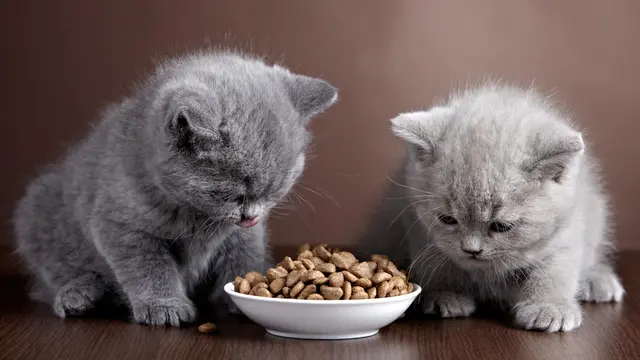 Kucing Sembunyi