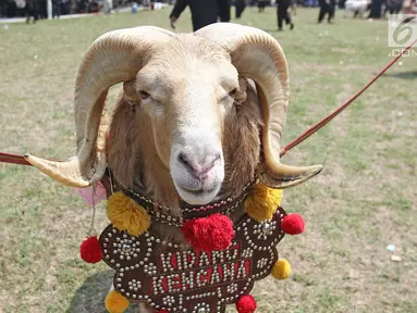 Seekor domba bersiap bertanding ketangkasan domba Garut dalam acara Jambore Peternakan Nasional 2017 di Buperta Cibubur, Jakarta, Sabtu (23/9). Ketangkasan domba Garut diikuti sebanyak 160 ekor domba. (Liputan6.com/Herman Zakharia)