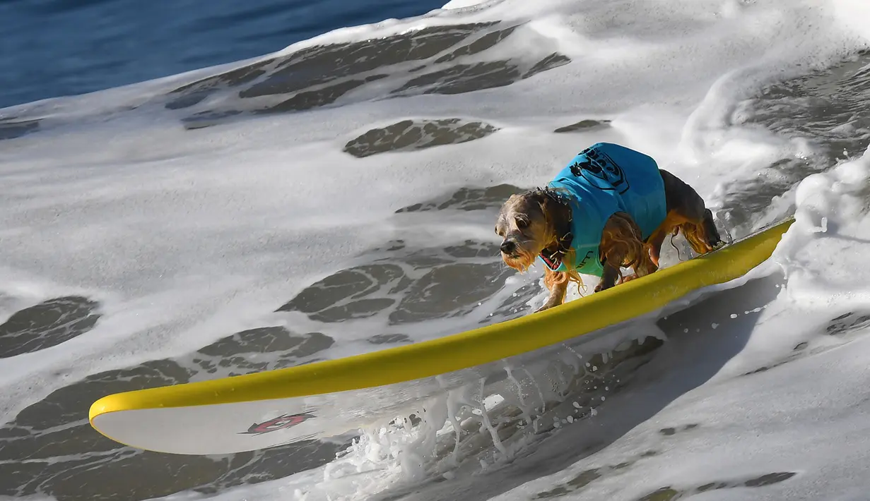 Seekor anjing menaiki papan selancar mengikuti Surf City Dog di Pantai Huntington, California (23/9). Sebanyak 59 ekor anjing turut serta dalam kompetisi ini. (AFP Photo/Mark Ralston)