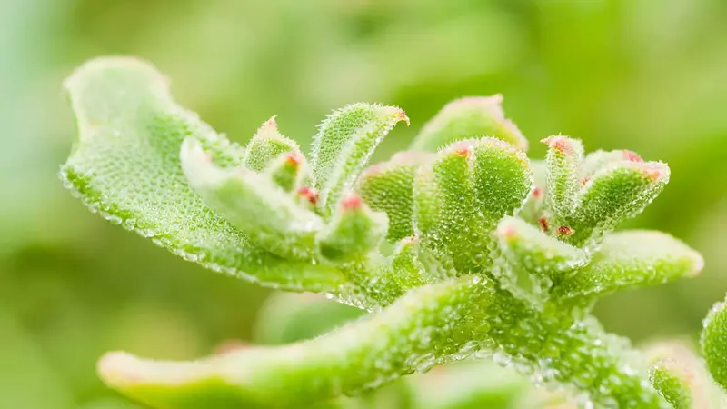 crystal ice lettuce