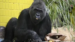 Gorila bernama Tony membuka kado di kebun binatang Kiev, Ukraina (8/8/2019). Di ulang tahunnya yang ke-45, Tony mendapatkan banyak hadiah dari pihak kebun binatang dan pengunjung. (AFP Photo/Genya Savilov)