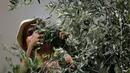 Petani Palestina memisahkan daun dari buah zaitun selama musim panen di kota Gaza pada 5 Oktober 2019. Musim panen buah zaitun adalah kesempatan untuk memperoleh uang di tengah kondisi hidup dan ekonomi menyedihkan. (AP/Hatem Moussa)