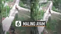 Yang niat awalnya mencuri malah jadi tukar ayam.