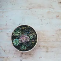 ilustrasi tanaman succulent. (Foto: Unsplash/Annie Spratt)