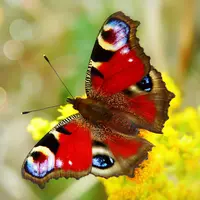 Ilustrasi Kupu-kupu/https://unsplash.com/Krzysztof Niewolny