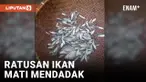 Diduga Tercemar Limbah Pabrik, Ratusan Ikan di Sungai Ciujung Mati Mendadak