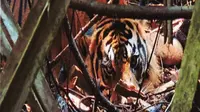 Harimau Sumatra bernama Inung Rio ketika terjerat kawat baja di kawasan restorasi ekositem Pelalawan. (Liputan6.com/Dok BBKSDA Riau/M Syukur)
