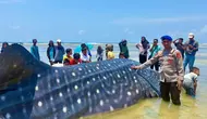 Penampakan Hiu Paus Panjang 9 Meter Mati Terdampar di Wakatobi