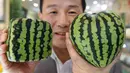 Mototaka Nishimura, seorang manajer dari toko buah mewah Shibuya Nishimura, ketika menunjukkan semangka berbentuk kotak dan hati di Tokyo, Jepang, 1 Juli 2015. (AFP PHOTO/Toru Yamanaka)