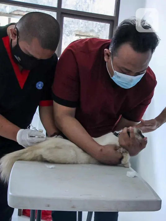 Petugas menyuntikkan vaksin antirabies kepada seekor kucing di Pusat Kesehatan Hewan (Puskeswan) Kota Tangerang, Banten, Rabu (3/3/2021). Sebanyak 500 hewan mendapat vaksin antirabies yang diberikan oleh Pemerintah Kota Tangerang melalui Dinas Ketahanan Pangan. (Liputan6.com/Angga Yuniar)