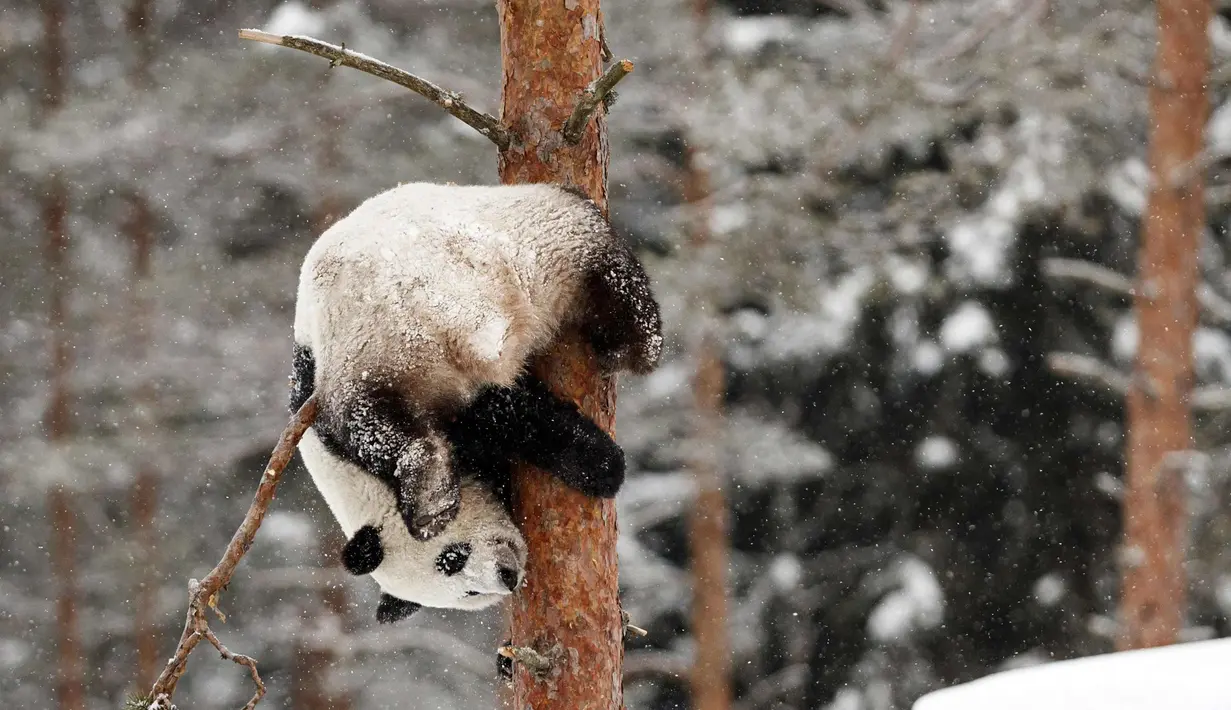 Panda wanita Jin Bao Bao, bernama Lumi dalam bahasa Finlandia bergelantungan di pohon saat bermain salju pada hari pembukaan Resort Snowpanda di Kebun Binatang Ahtari, di Ahtari, Finlandia, (17/2). (Roni Rekomaa / Lehtikuva via AP)