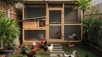 6 Cara Meredam Suara Ayam Tetangga dari Rumah, Jaga Ketenangan dan Hubungan Baik