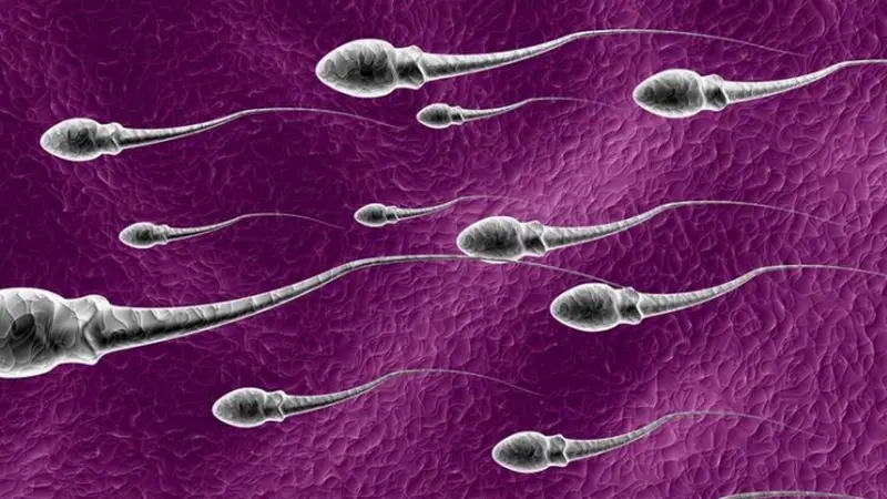 Ilustrasi Mani atau Sperma (Istimewa)