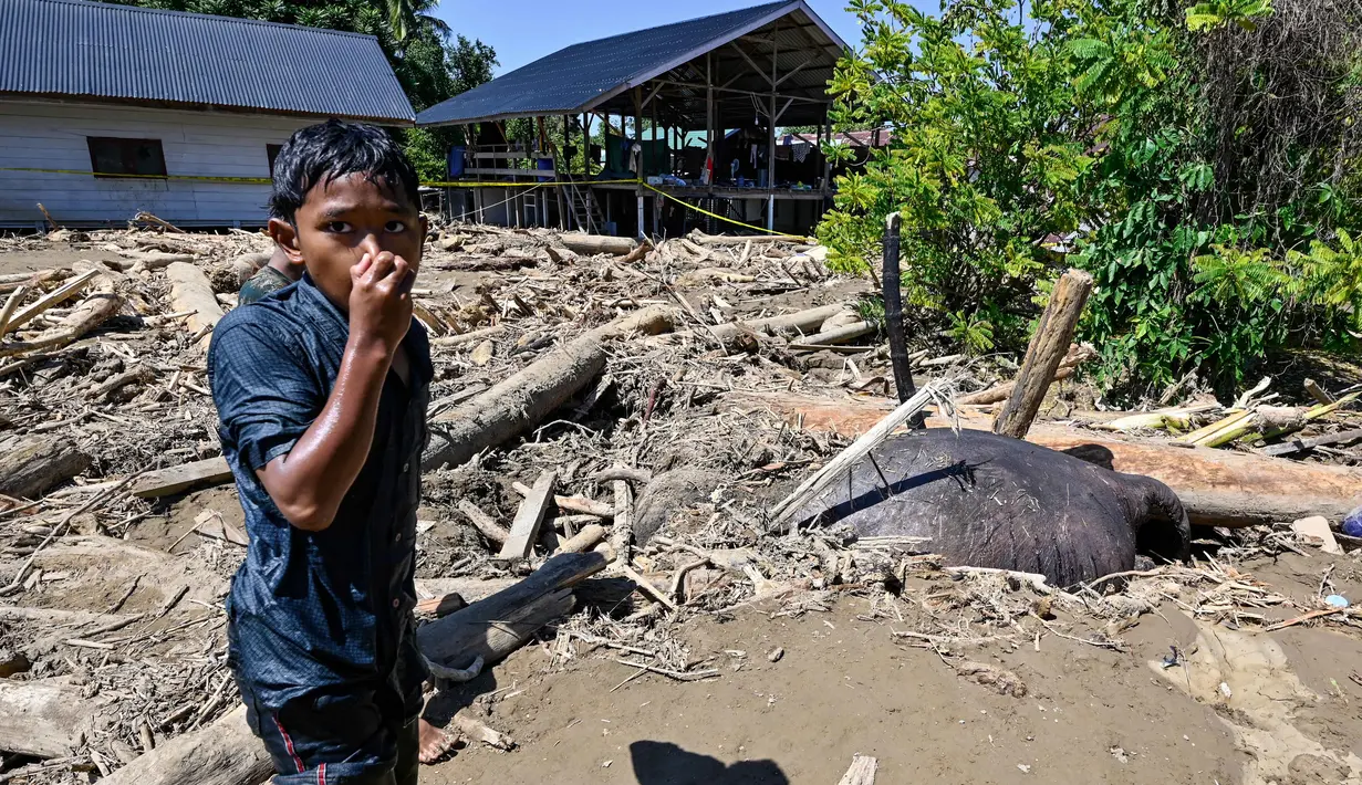 Seorang anak laki-laki berdiri di samping seekor gajah Sumatra mati yang terkubur lumpur di daerah terdampak banjir di Meureudu, Kabupaten Pidie Jaya, Provinsi Aceh, pada 30 November 2025. Tidak hanya manusia, bencana hidrometeorologi akibat siklon tropis Senyar di Aceh juga berdampak pada kehidupan satwa liar. (CHAIDEER MAHYUDDIN/AFP)