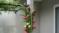 7 Cara Membuat Rambatan Pohon Buah di Teras, Bangun Kebun Mini di Rumah