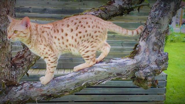 Ocicat