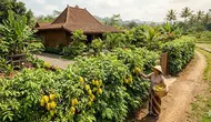 Cara Memperbanyak Tanaman dari Sisa Panen, Jangan Langsung Dibuang