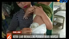 Sejumlah kera berhasil ditembak menggunakan senjata angin dan langsung dikubur di sekitar lokasi.
