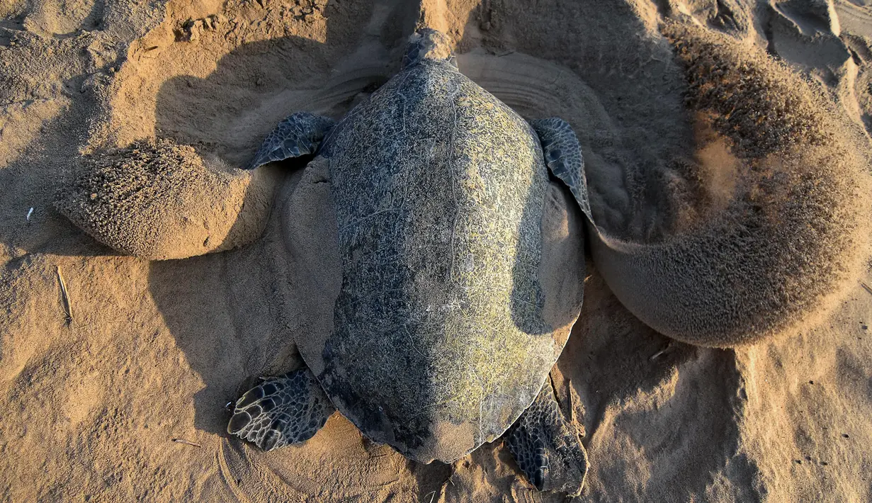 Penyu Olive Ridley menggali lubang untuk bertelur di Pantai Rushikulya, 140 kilometer di sebelah barat daya Bhubaneswar, negara bagian Odisha, India, Jumat (23/2). Teluk Benggala merupakan salah satu lokasi bertelur massal penyu di India. (ASIT KUMAR/AFP)