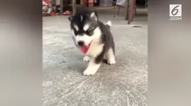 Seekor anak anjing dari ras siberian husky ini sangat lincah dan riang. Meski terlahir hanya dengan tiga kaki.