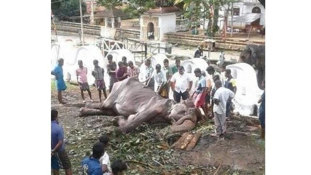 Tragis, Gajah Kurus yang Dipaksa 'Bekerja' Tiap Malam Akhirnya Mati