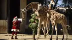 Seorang pria berpakaian Sinterklas memberikan hadiah berupa makanan kepada jerapah sebagai bagian dari tradisi Natal di Kebun Binatang La Aurora, Kota Guetemala, Selasa (20/12/2022). Setiap tahunnya kebun binatang mengundang warga disana untuk menghadiri kegiatan bersama hewan-hewan. (Orlando ESTRADA / AFP)