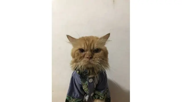 Kelakuan 8 Kucing Pakai Baju Koko Ini Lucunya Kebangetan
