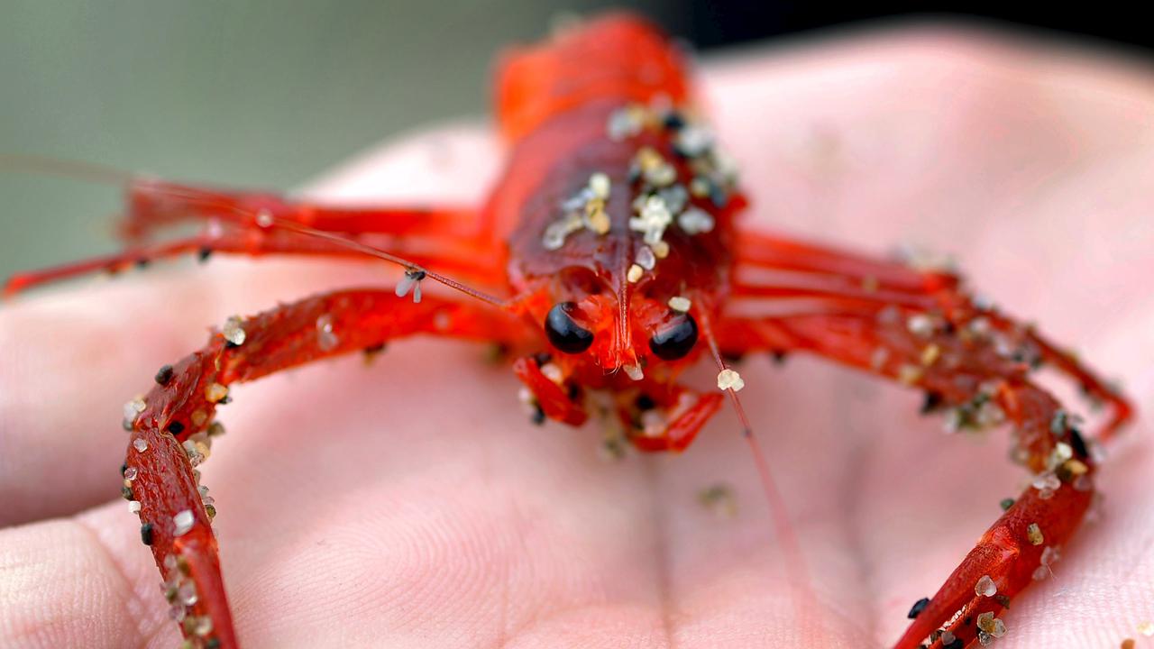 Penampakan Ribuan Kepiting Merah yang Terdampar di Pantai California