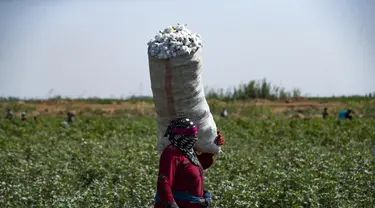 Seorang wanita berjalan dengan karung penuh kapas yang dipanen di sebuah ladang di pedesaan Raqa di Suriah utara (20/9/2022). Kapas tersebut kemudian diangkut ke gudang di bawah kendali pemerintahan Kurdi Suriah. (AFP/Delil Souleiman)