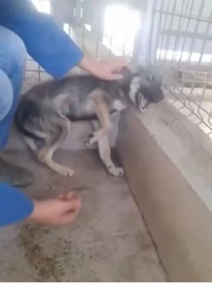 Bertahun-tahun Disiksa, Anjing Ini Teriak Saat Dibelai Manusia